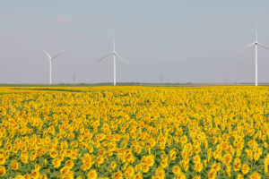 three large wind turbines in a field of sunflowers